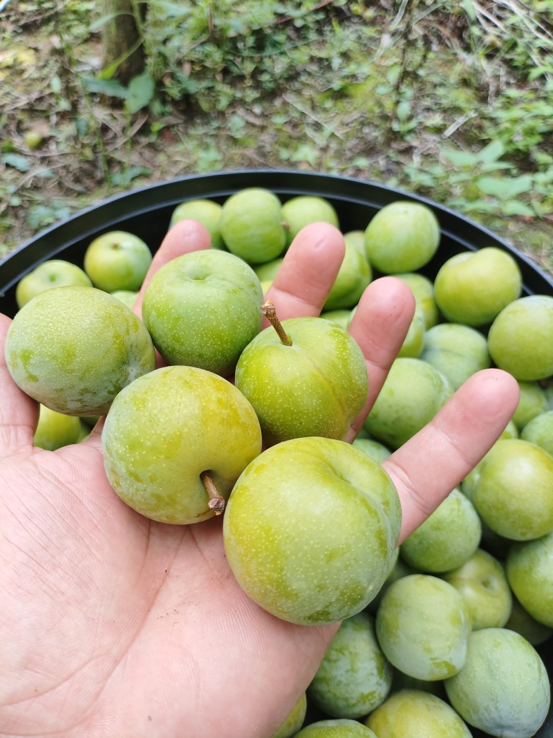 四川高山青脆李。