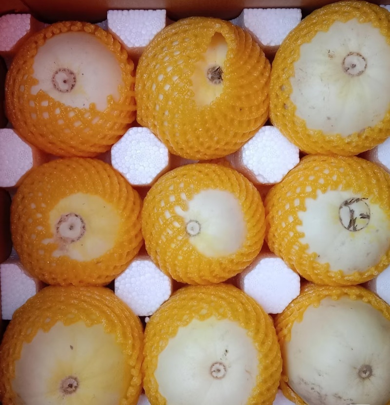 内蒙古巴彦淖尔大田纯红泥地头茬白莲脆小瓜开园了
