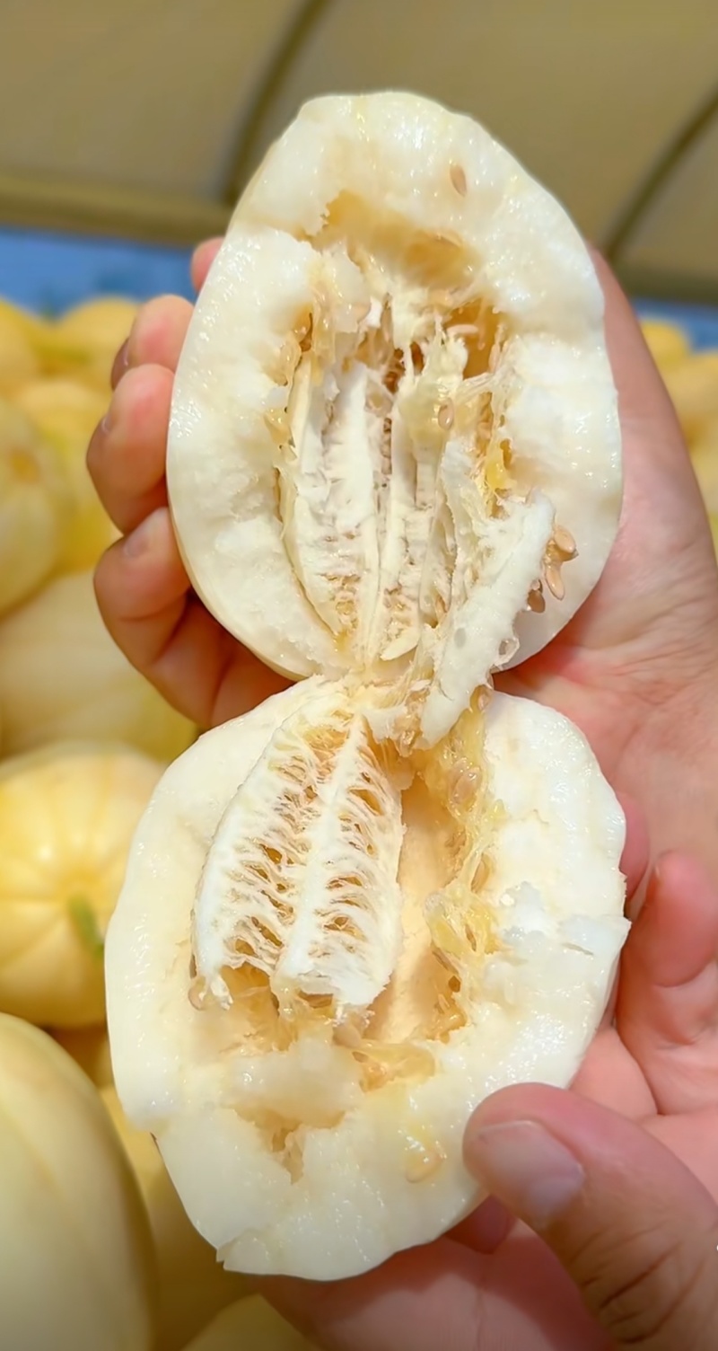 内蒙古巴彦淖尔大田纯红泥地头茬白莲脆小瓜开园了