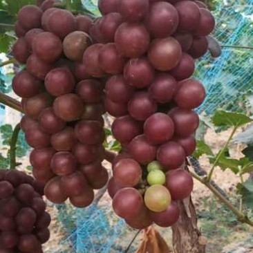 夏黑葡萄，沙瓤红桃，