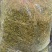 湘蕾一号金银花