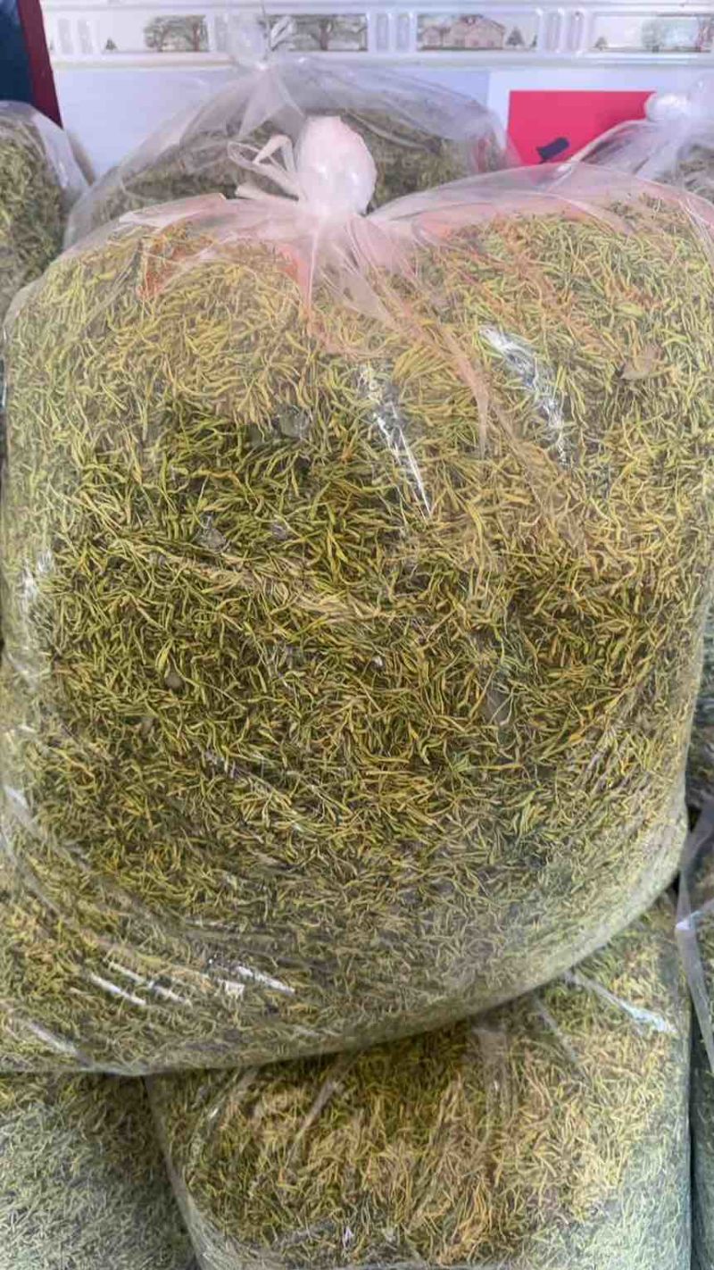湘蕾一号金银花
