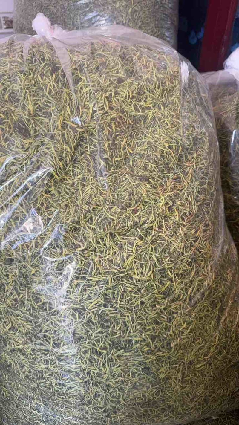 湘蕾一号金银花