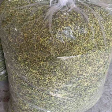 湘蕾一号金银花