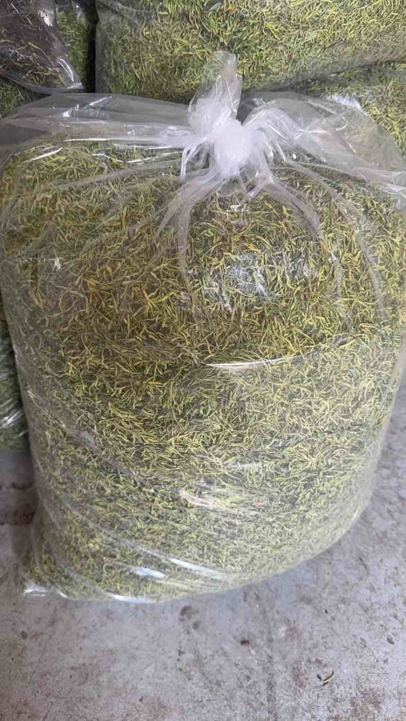 湘蕾一号金银花