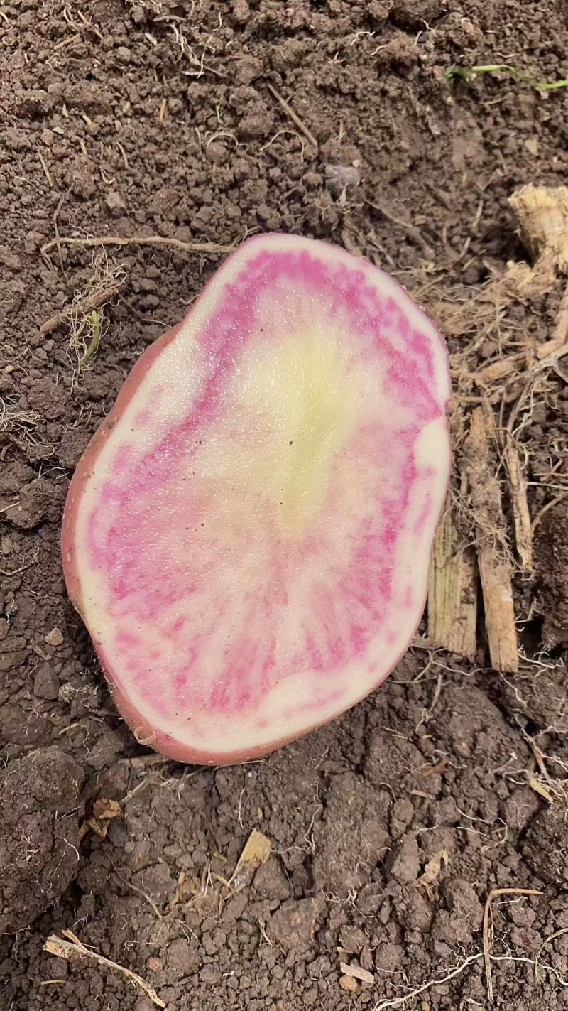 尼西红心洋芋