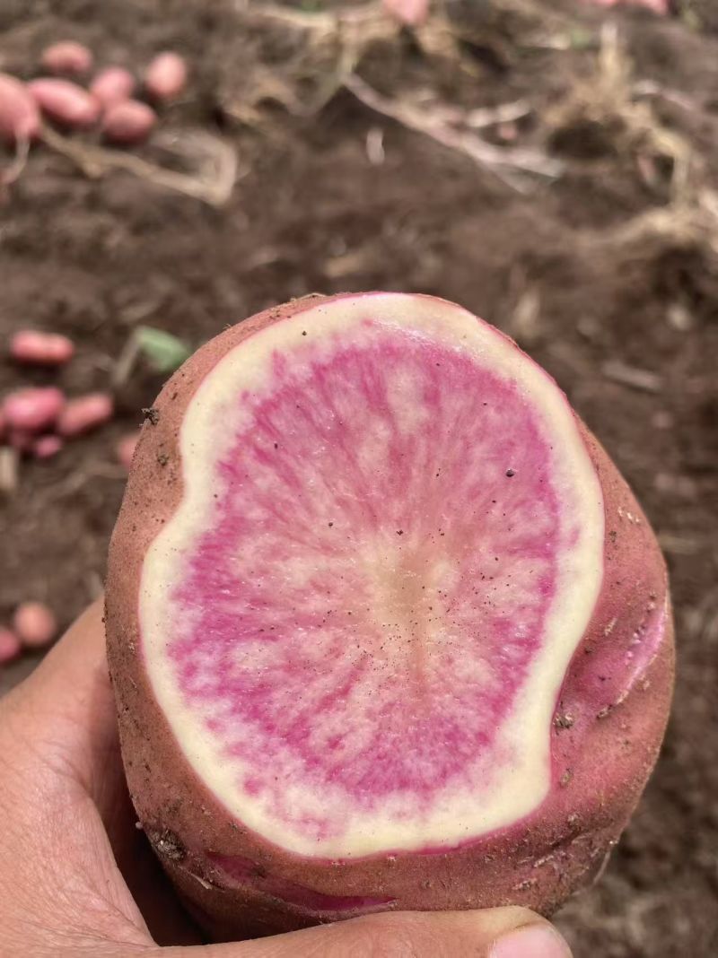 尼西红心洋芋