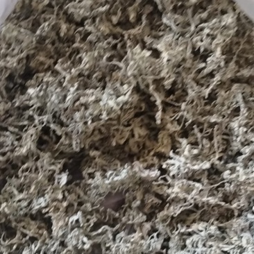 永顺莓茶
