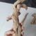 甘肃中药材防风