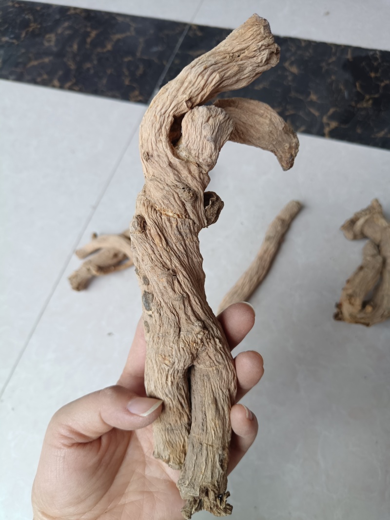 甘肃中药材防风