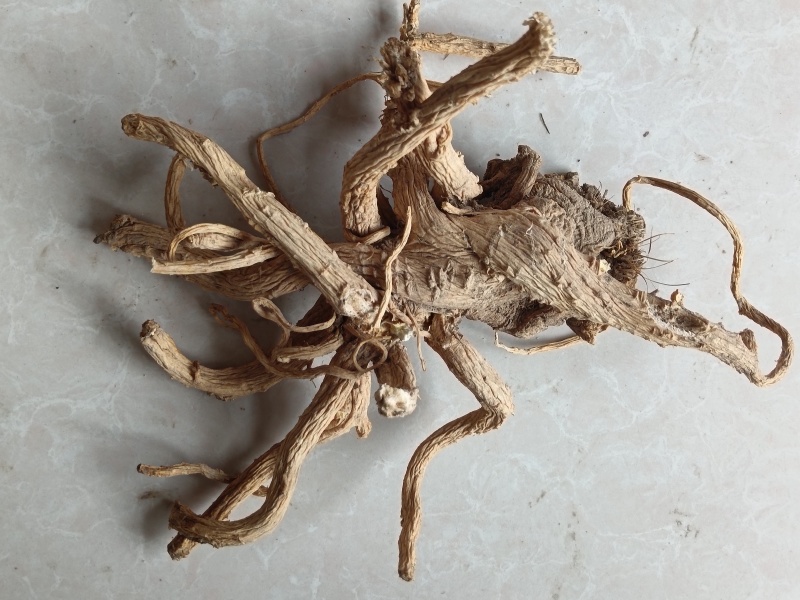 甘肃中药材防风
