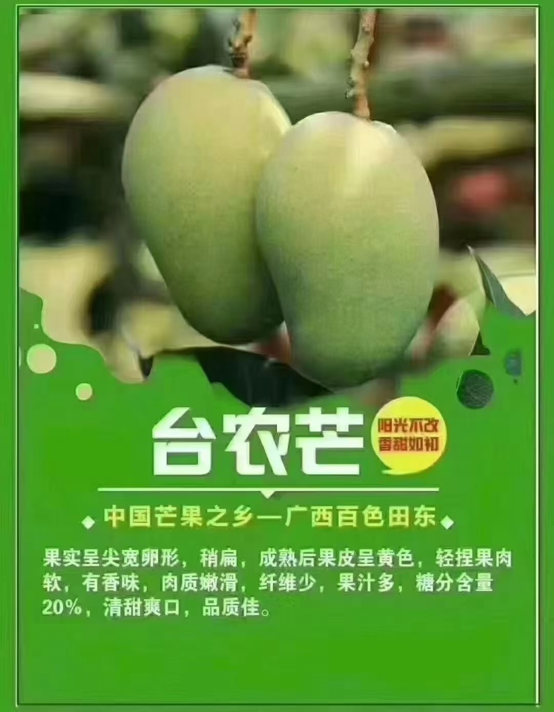 广西百色田东县芒果之乡，大台芒
