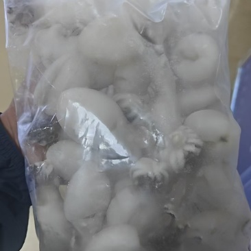 墨鱼仔