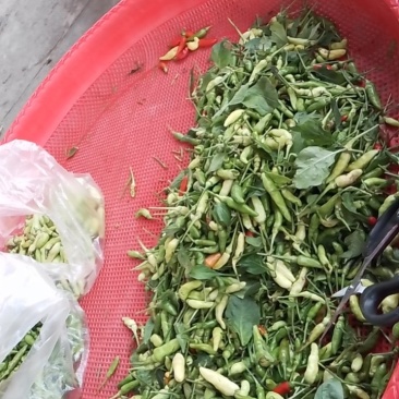小米辣