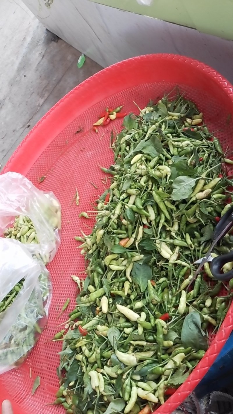 小米辣