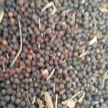 油菜籽