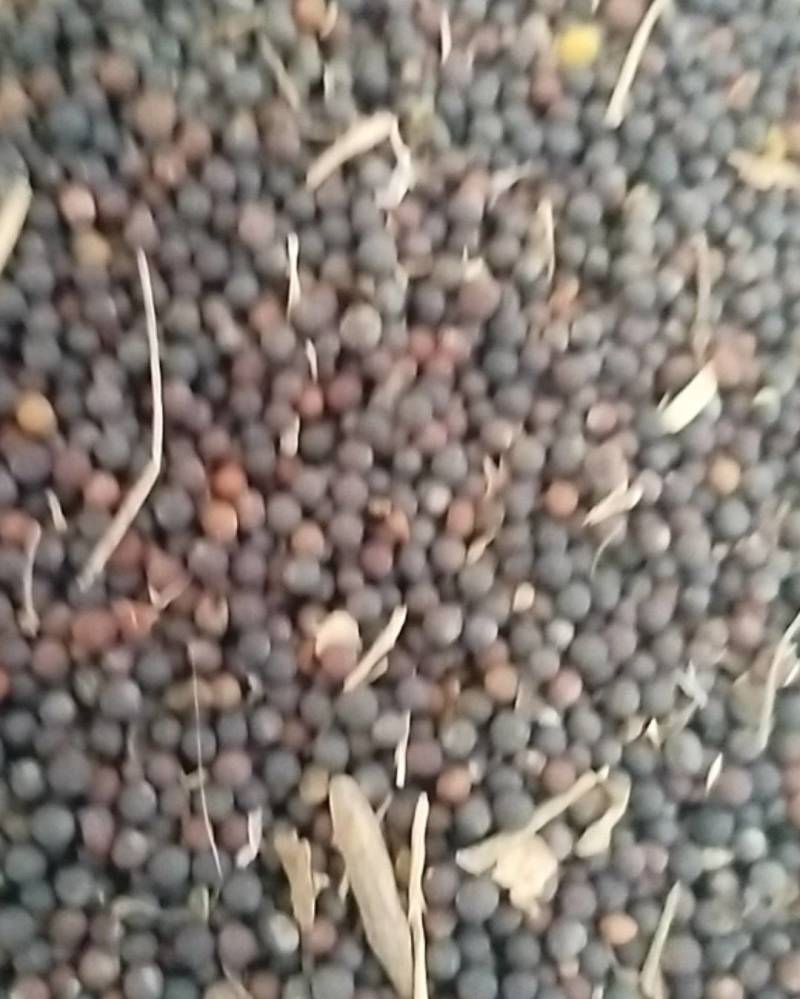 油菜籽