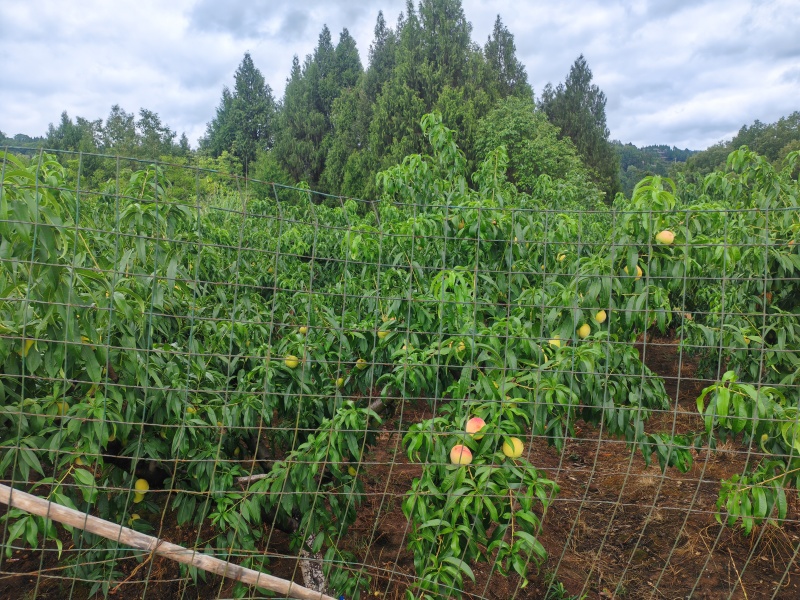 充国香桃，脆甜口感