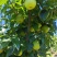 我想卖早熟梨，翠玉，翠冠，初夏绿三种