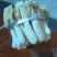 福建长裙竹荪