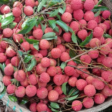 桂味、糯米糍荔枝