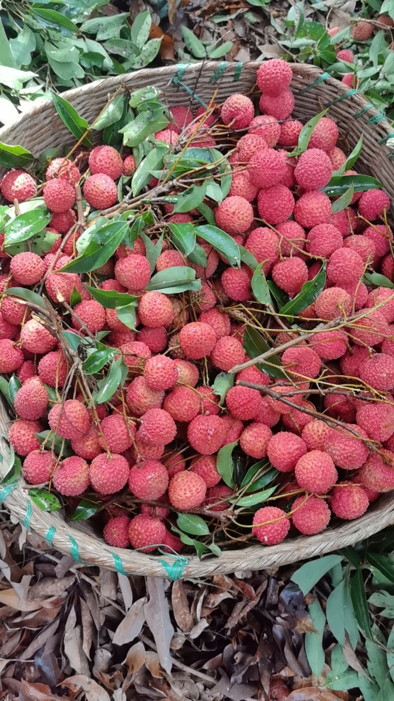 桂味、糯米糍荔枝