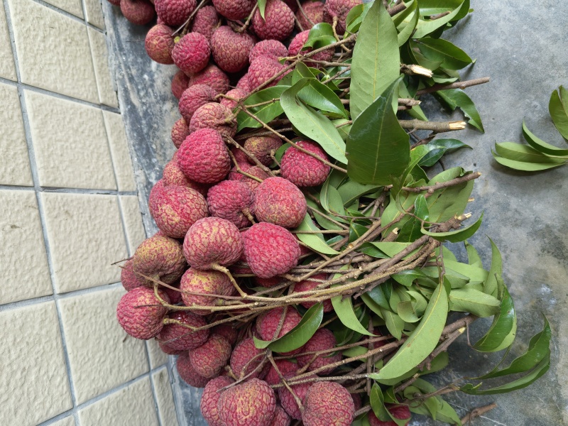 桂味、糯米糍荔枝
