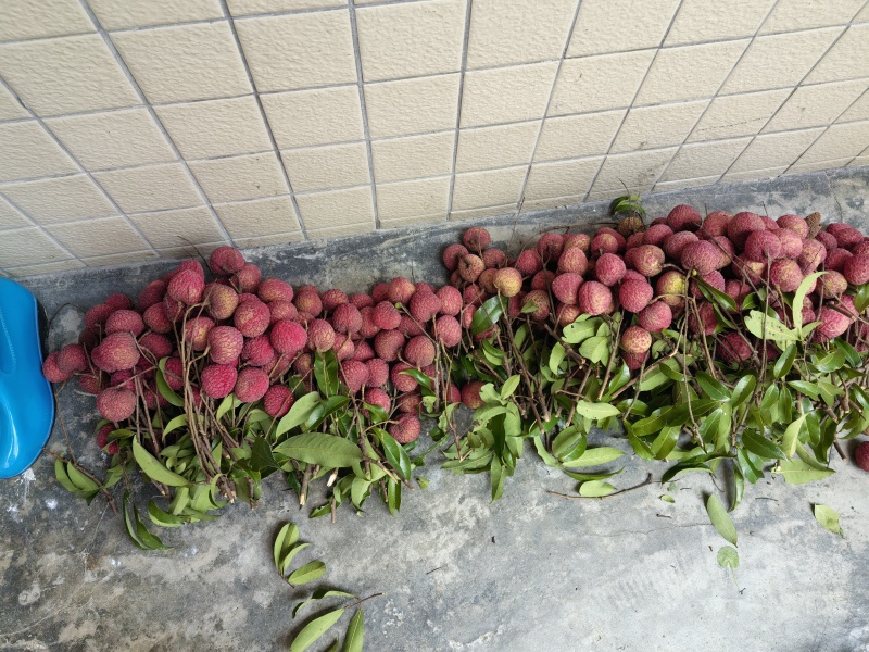桂味、糯米糍荔枝