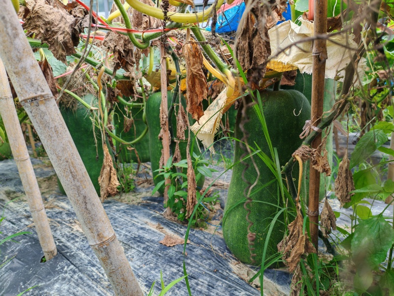 本地青皮毛瓜