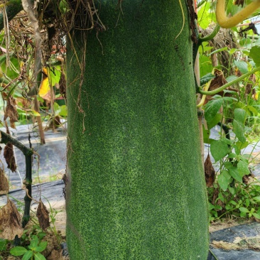 本地青皮毛瓜
