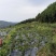 翠冠绿宝石