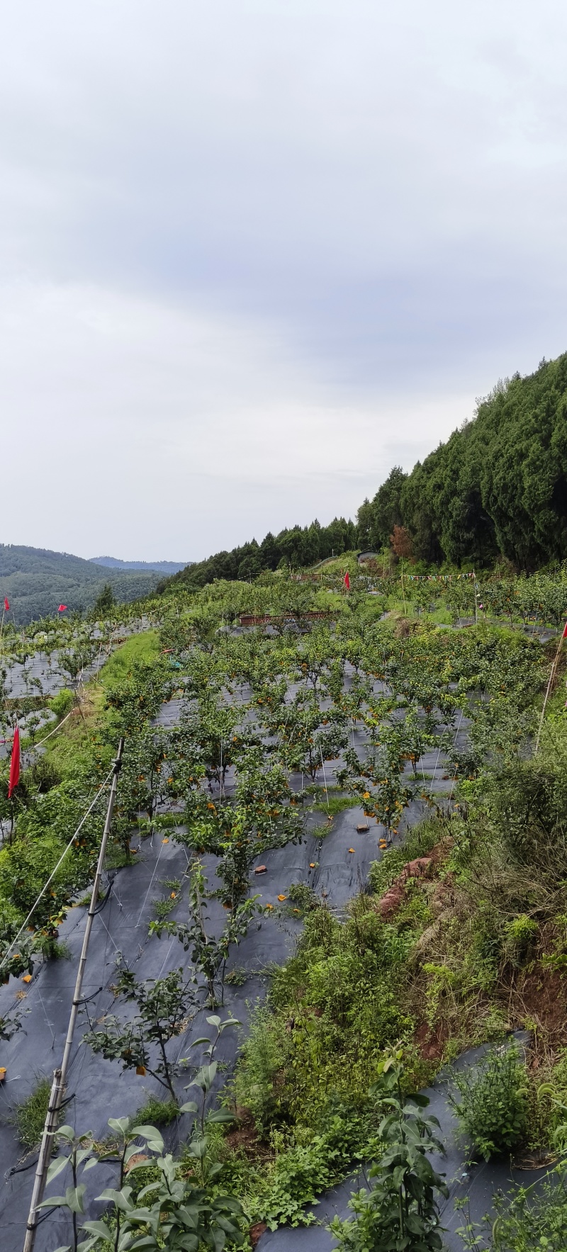 翠冠绿宝石