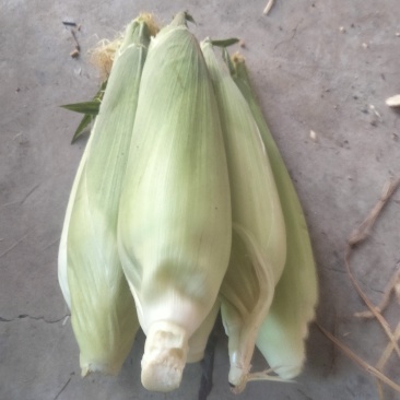 白甜玉米🌽🌽🌽🌽🌽🌽🌽