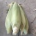 白甜玉米🌽🌽🌽🌽🌽🌽🌽