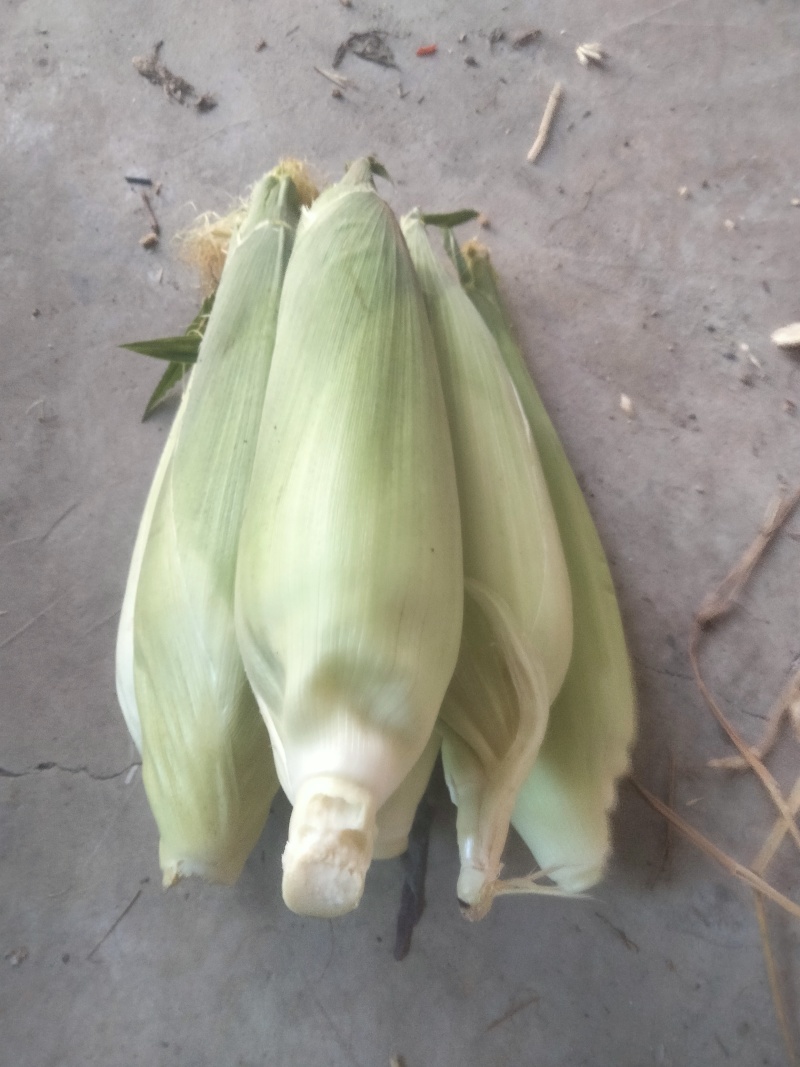 白甜玉米🌽🌽🌽🌽🌽🌽🌽