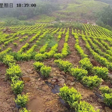 茶叶