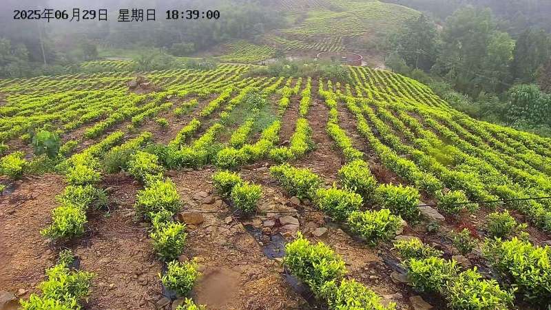 茶叶
