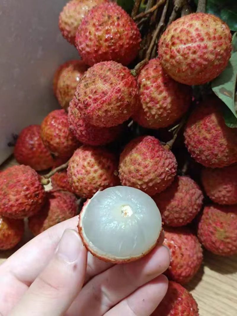 广东雷岭荔枝