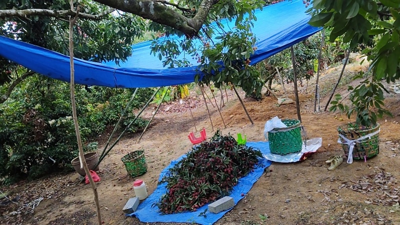 广东雷岭荔枝