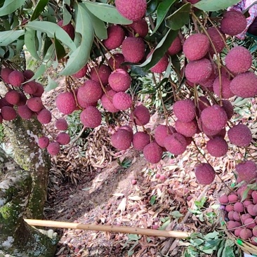 广东雷岭荔枝