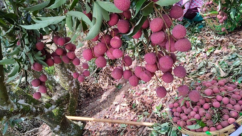 广东雷岭荔枝