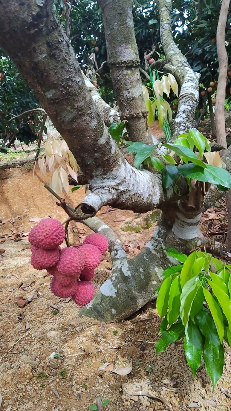 广东雷岭荔枝
