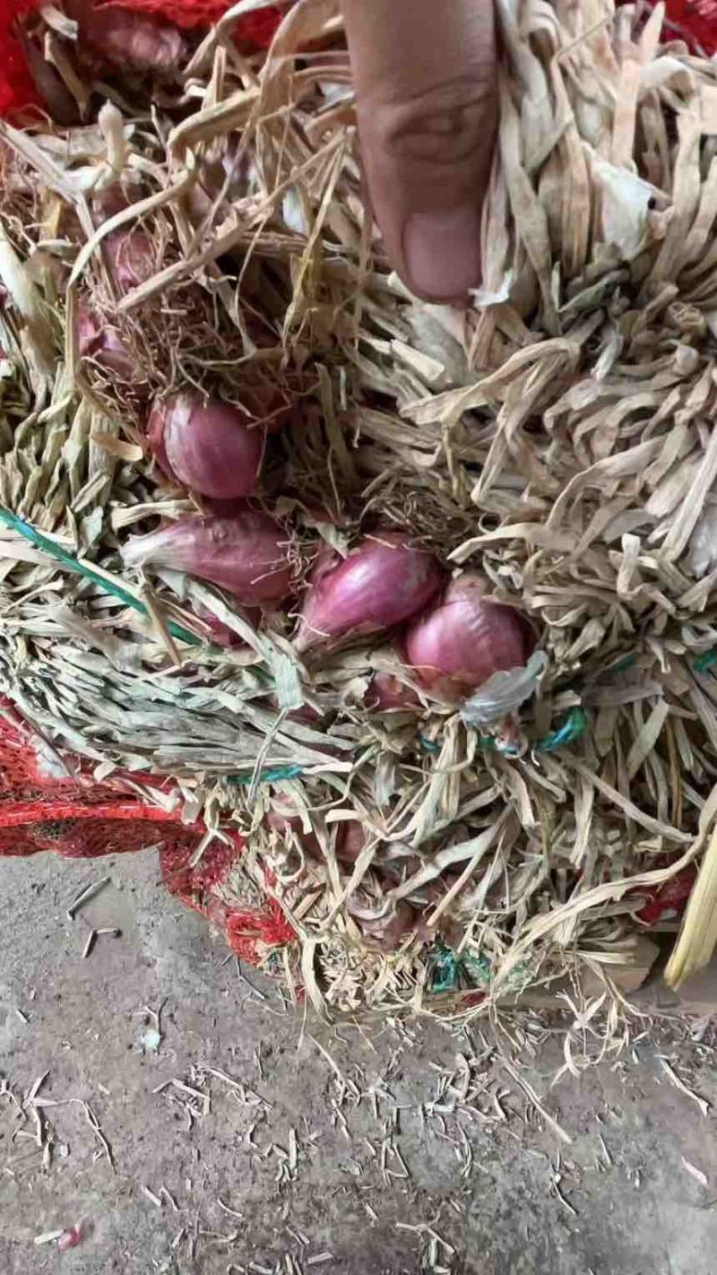 云南本地红葱头干葱头自家批发四季种植可代发小个头