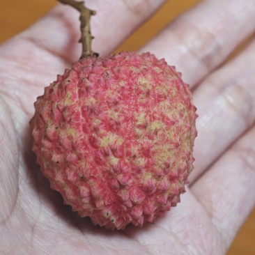 从化荔枝，桂味糯米糍