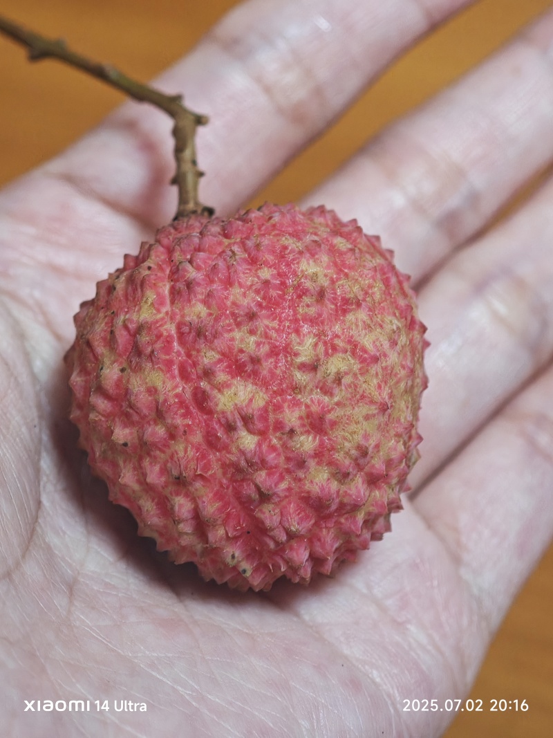 从化荔枝，桂味糯米糍