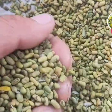 海东柠条籽