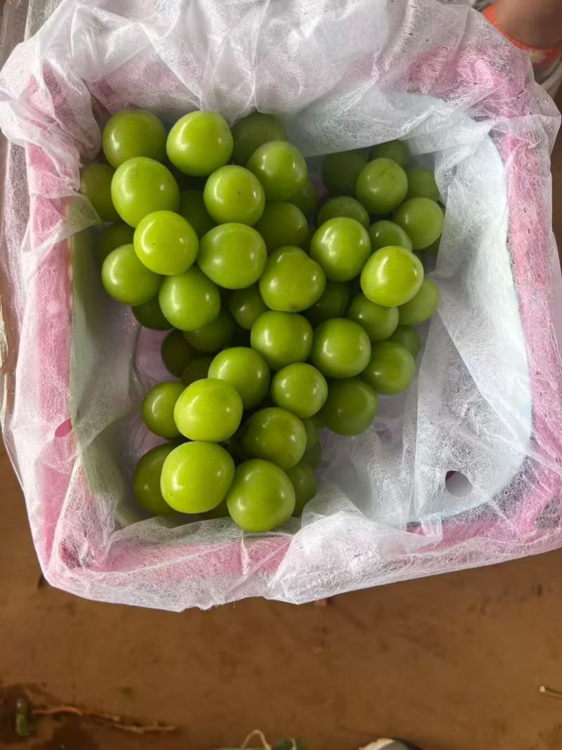 阳光玫瑰葡萄