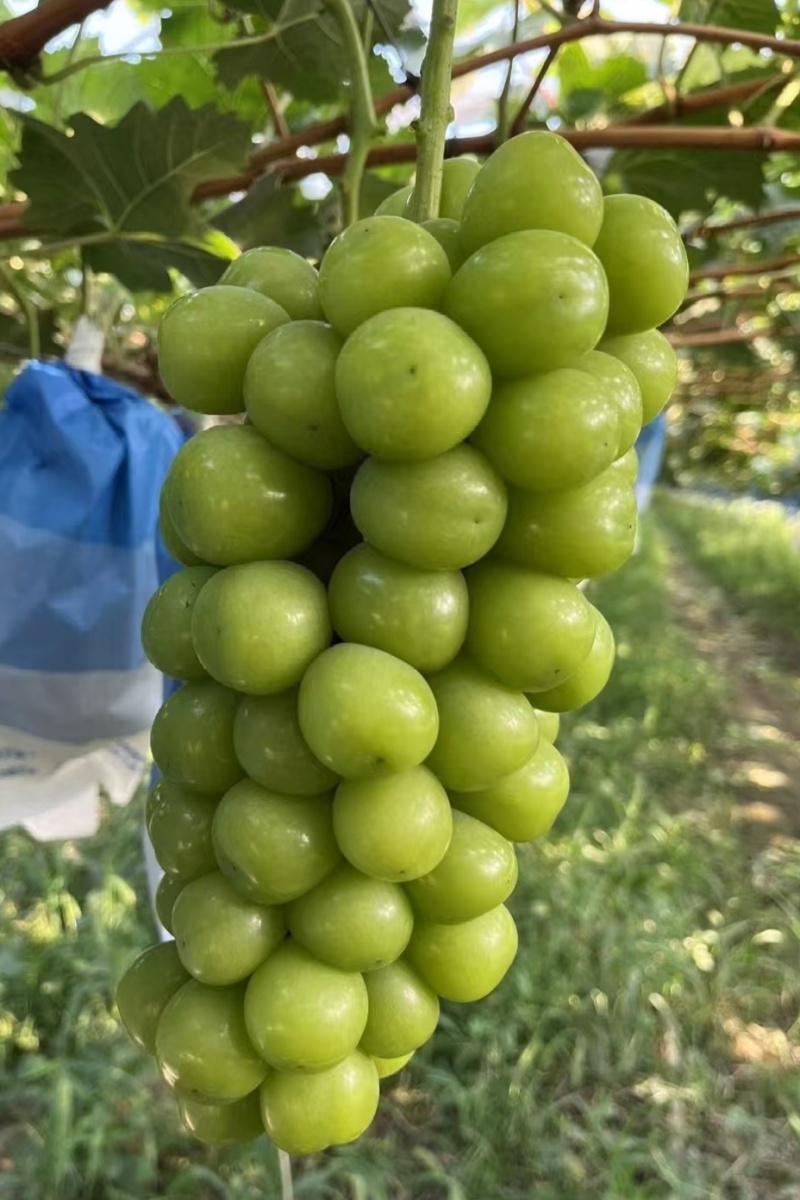 阳光玫瑰葡萄