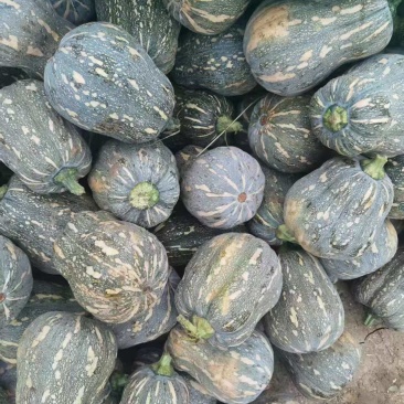 南阳万亩南瓜基地大量出金香南瓜需要联系