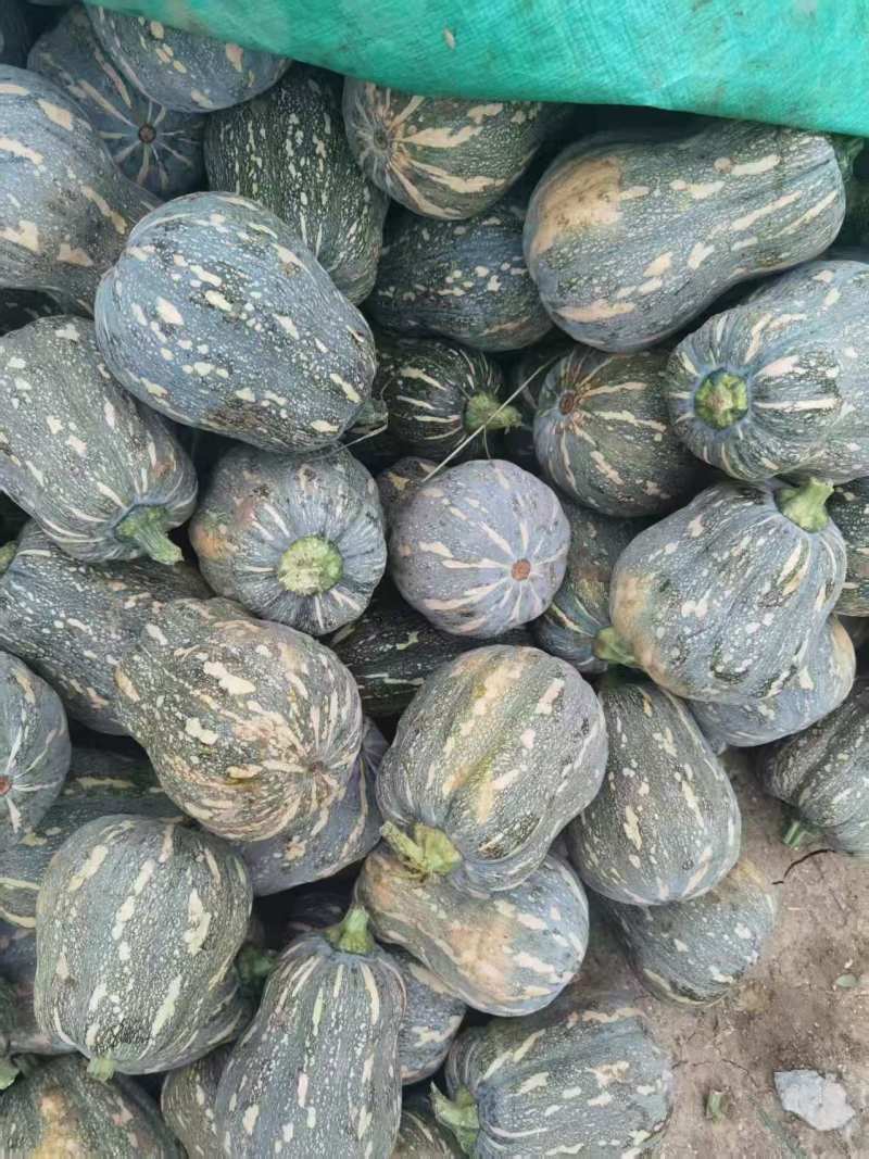 南阳万亩南瓜基地大量出金香南瓜需要联系